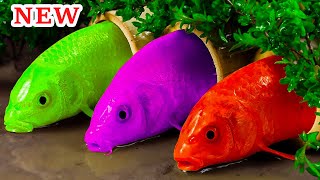 Funny Fish Videos❤️Rainbow Carp ❤️ Satisfying Colorful Koi Fish, Catfish Eggs  Funny Stop Motion