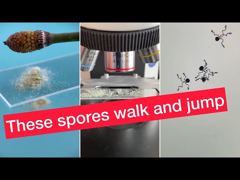 See the spores that walk and jump - YouTube