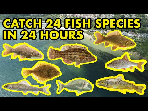 Can I Catch 24 Species in 24 Hours?