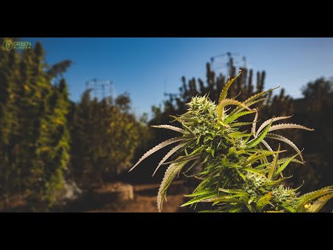 download lagu mp3 mp4 Trees Cannabis, download lagu Trees Cannabis gratis, unduh video klip Trees Cannabis