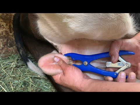 , title : 'Castrating 200+ Pound Calf - Humane Castration of Cow With Elastrator Tool & Rubber Bands Tutorial'