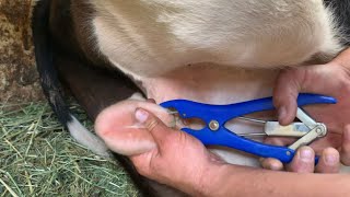 Castrating 200+ Pound Calf - Humane Castration of Cow With Elastrator Tool & Rubber Bands Tutorial