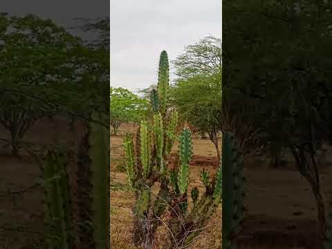 vila samambaia Tobias Barreto SE #youtubeshorts