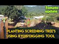 Planting Screening Tree S Using Ryobi Digging Tool