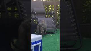 Video preview image #2 Bouvier Des Flandres Puppy For Sale in PITTSBURGH, PA, USA
