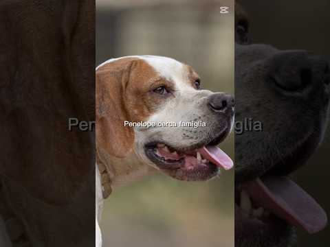 Regalo PENELOPE SPLENDIDA GIOVANE POINTER CERCA FAMIGLIA