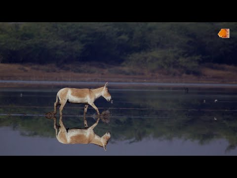 Little Rann of Kutch