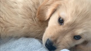 - 【Prevention of eating fast】Golden retriever puppy for the first time to challenge KONG