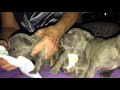 French bulldogs with red glowing eyes, Lilac