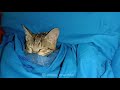 Kucing Tidur Di Sarung Lucu Banget