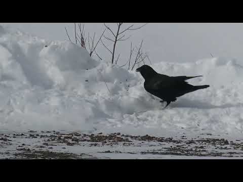 Raven and Crows