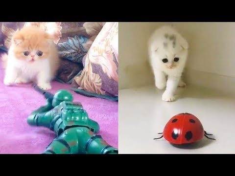 Cat Reaction to Playing Toy - Funny Cat Toy Reaction Compilation
