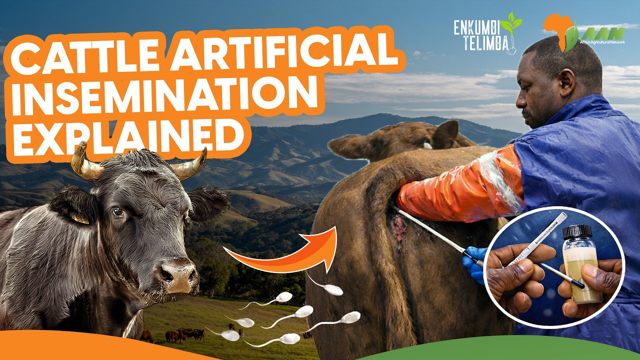 Artificial Insemination Day at the Ranch | AL Livestock Farm