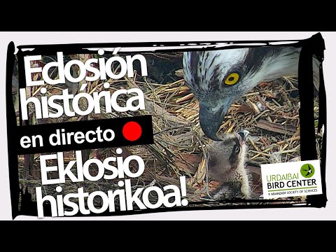 🔴 Programa especial águila pescadora: ¡Eclosión histórica! | 30-05-2021