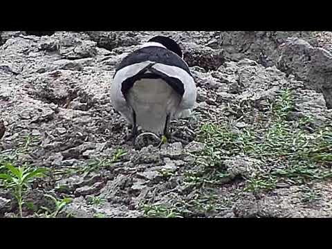 Djuma: Blacksmith Lapwing chick is hatching-Pt:2 - 07:23 - 08/29/20