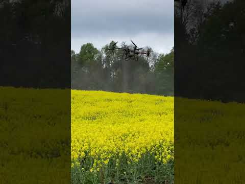 Sclerotinia sclerotiorum en raps en Curacautin -Lautaro-Temuco-Región de la Araucania -Chile.