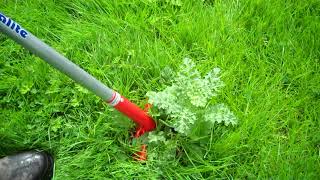 How To Get Rid of Ragwort