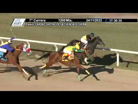 CARRERAS SINT FLORIDA - 221124 c07 1° POLLERO ATREVIDO