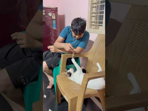 🐈 cat love #tamil #tamilmusic #brothermusic #love