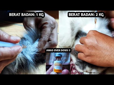 , title : 'Cara Aman Menyuntik Obat Scabies Pada Anak Kucing Sesuai Dosis Wormectin'