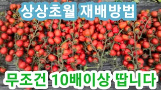 방울토마토 무조건 10배이상따는 상상초월 재배방법 통사토,키우기,농사,순지르기,순치기,적심 솔림농원텃밭,주말…