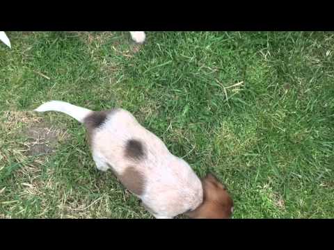 Noofa and Ellis's pups2