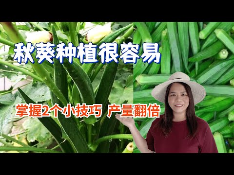 秋葵种植的2个小技巧，学会了方法，秋葵就会很高产。
