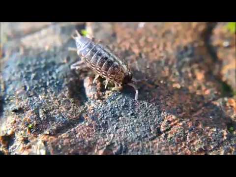 image-What do you need to know about woodlice habitats?