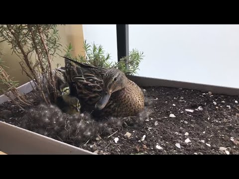 Live Stream - 11 Entenküken schlüpfen 🐣 / 11 ducklings are hatching right now 🐣