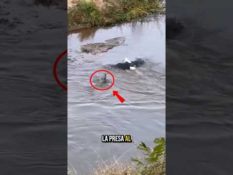 Momento del reino animal que son demasiado duros #mundoanimal #wildlife