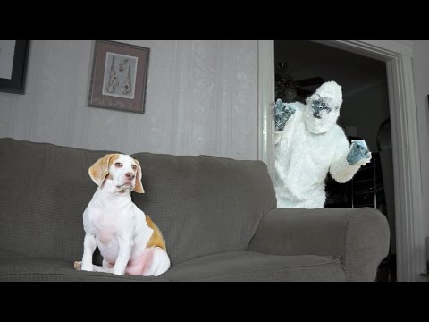 Dog Surprised by Yeti Prank: Cute Dog Maymo
