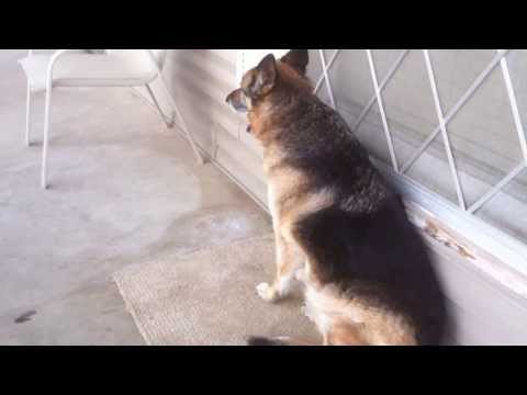 download lagu mp3 mp4 German Shepherd Memorial, download lagu German Shepherd Memorial gratis, unduh video klip German Shepherd Memorial