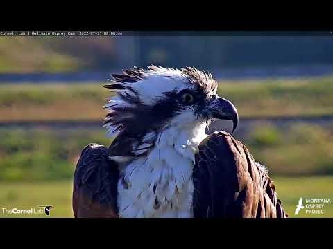 Iris The Osprey Visits Hellgate Nest After Long Hiatus – July 21, 2022