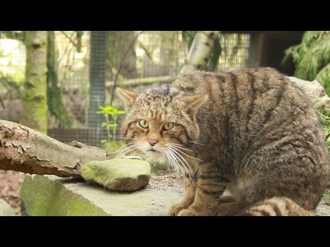 How to identify a Scottish wildcat