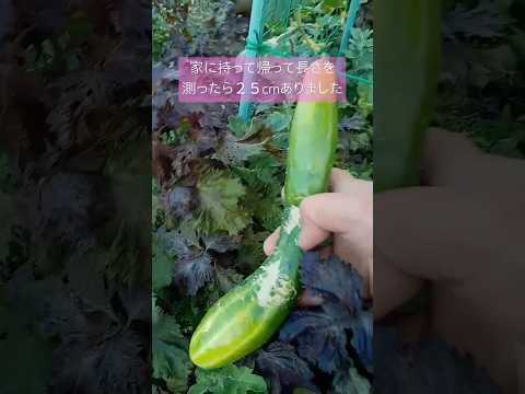 ズッキーニの種を播く前に浸したほうがよいでしょうか？  庭園