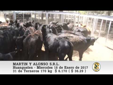 18-01-17 Venta de Machos - Martin y Alonso S.R.L. - Huanguelen.