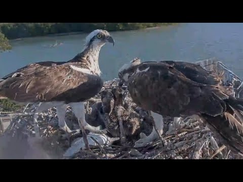 Captiva Osprey Cam | Andy bring big fish in breakfast for 3 babies | Mar 05, 22