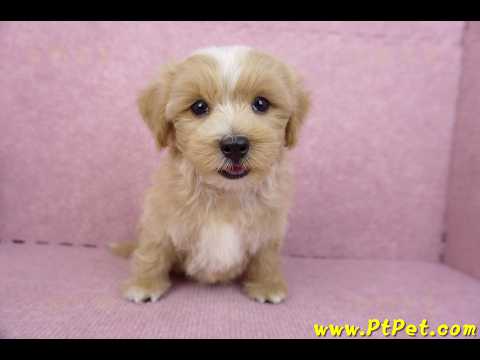 06/25馬爾泰迪公幼犬