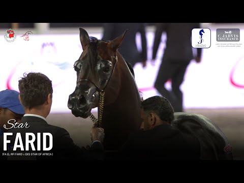 ✨STAR FARID✨BRONZE CH. at Abu Dhabi International AHC 2023 - Senior Stallions Championship