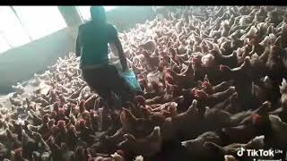 How to run a successful poultry farming: Like, follow and share my page
