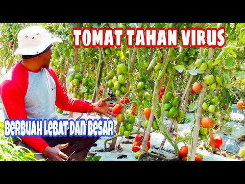 , title : 'Menanam tomat tahan virus berbuah lebat dan besar'