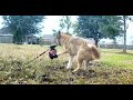 Catching the Backyard Coyote