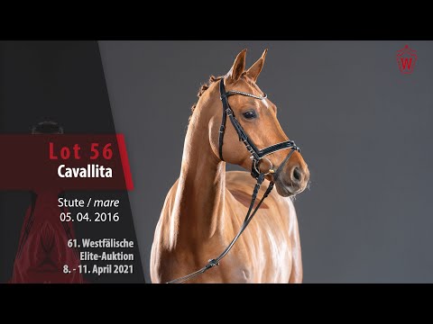 61. Westfälische Elite-Auktion Lot 56 Cavallita Stute v. Crowntano Z - Phantom