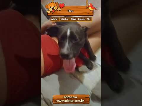 Vídeo de Thor 