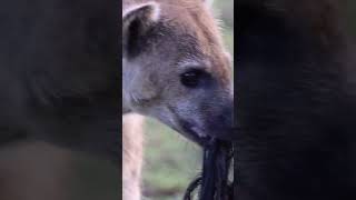 Hyena are so interesting to watch