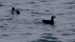 20181227ﾋﾞﾛｰﾄﾞｷﾝｸﾛ(天鵞絨金黒)1