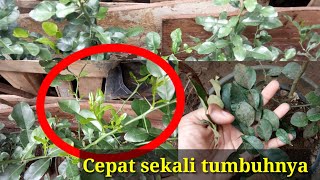 Download lagu BEGINI CARA SAYA MEMPERBANYAK DAUN JERUK PURUT DAN TUNAS BATANG BARU || CARA PALING CEPAT mp3