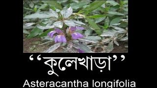 preview picture of video 'কুলেখাড়া / Hygrophila auriculata'