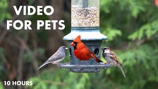 Saturday Morning Cartoons for Pets - 10 Hour Hanging Feeder Edition - Cat TV - Apr 27, 2024