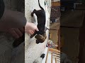 Miniature Dachshund dogs for sale: Harry - Video 1